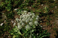 Heracleum leskovii