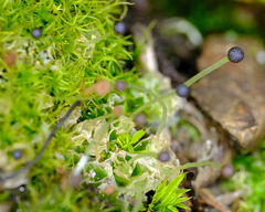 Fossombronia longiseta
