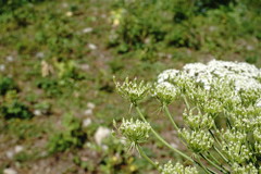 Heracleum leskovii