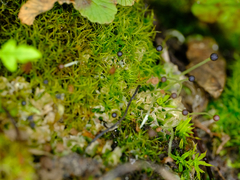 Fossombronia longiseta