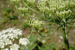 Heracleum leskovii