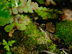 Fossombronia longiseta