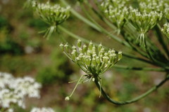 Heracleum leskovii