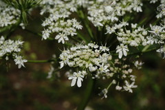 Heracleum leskovii