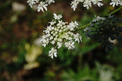 Heracleum leskovii