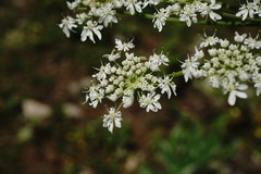 Heracleum leskovii