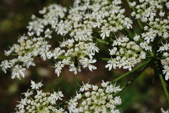 Heracleum leskovii