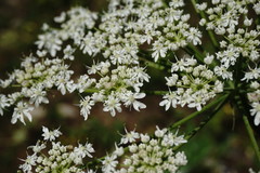 Heracleum leskovii