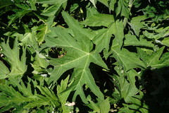 Heracleum leskovii