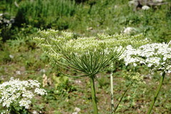Heracleum leskovii