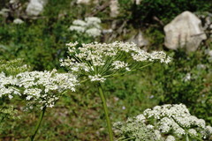 Heracleum leskovii