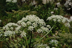 Heracleum leskovii