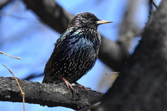 Sturnus vulgaris