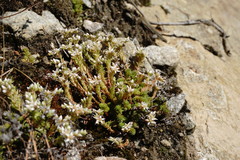 Sedum gracile