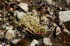 Sedum gracile
