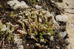 Sedum gracile
