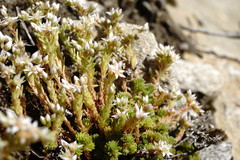 Sedum gracile