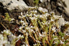 Sedum gracile