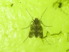 Psectrotanypus varius