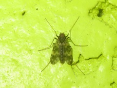 Psectrotanypus varius