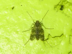 Psectrotanypus varius