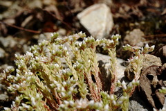 Sedum gracile