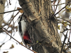 Dendrocopos leucopterus