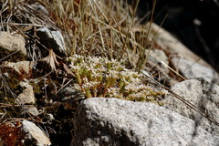 Sedum gracile