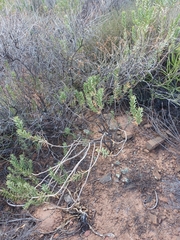 Euryops lateriflorus