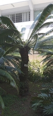 Dioon spinulosum
