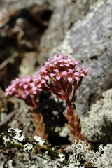 Prometheum pilosum