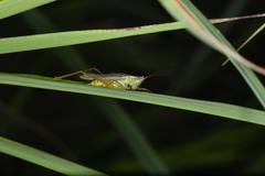 Conocephalus japonicus