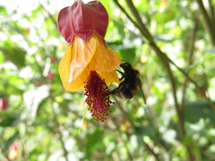 Bombus hortulanus