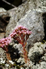 Prometheum pilosum