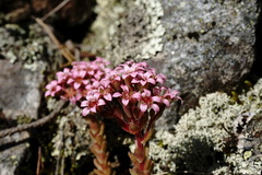 Prometheum pilosum