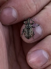 Leucophyes pedestris