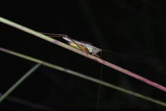 Conocephalus japonicus