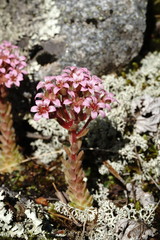 Prometheum pilosum