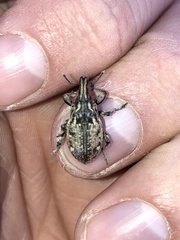 Leucophyes pedestris