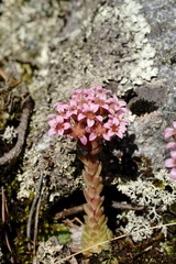 Prometheum pilosum
