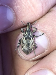 Leucophyes pedestris