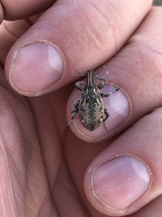 Leucophyes pedestris