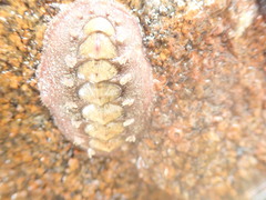 Acanthochitona fascicularis
