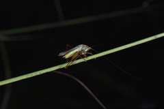 Conocephalus japonicus