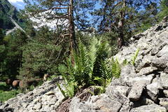 Dryopteris oreades