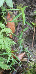Scleromitrion brachypodum