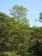 Smallanthus pyramidalis