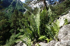 Dryopteris oreades