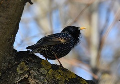 Sturnus vulgaris