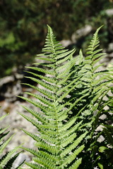 Dryopteris oreades